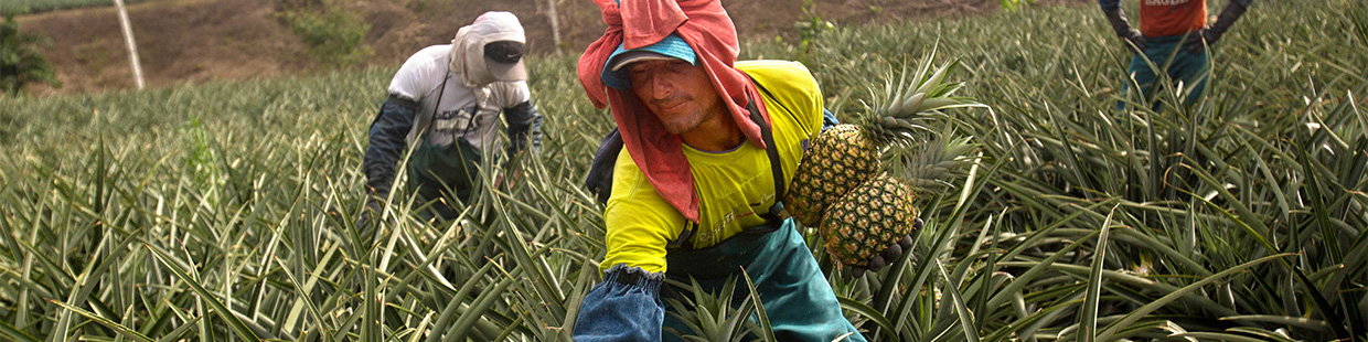 terrasol pineapple