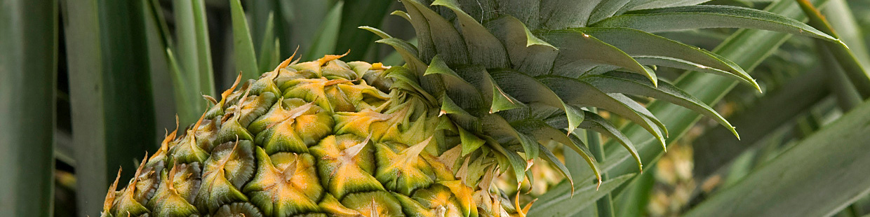 terrasol pineapple